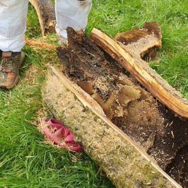 Umsiedlung von wilden Honigbienen