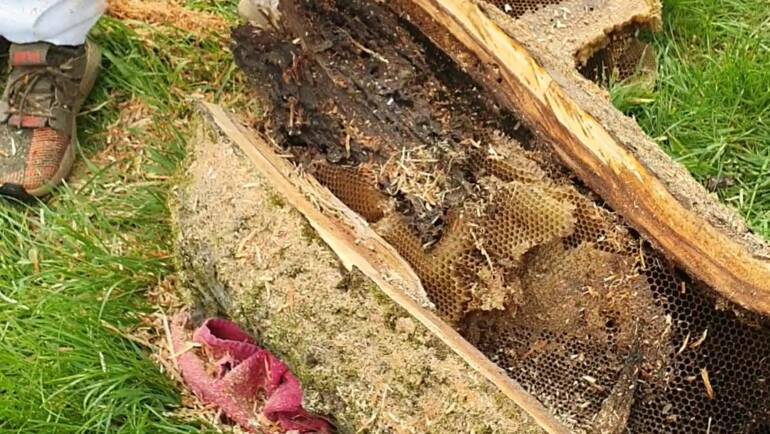 Umsiedlung von wilden Honigbienen