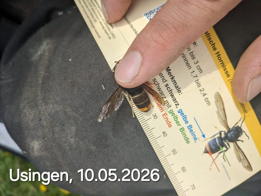 Asiatische Hornisse mit Bestimmungskärtchen