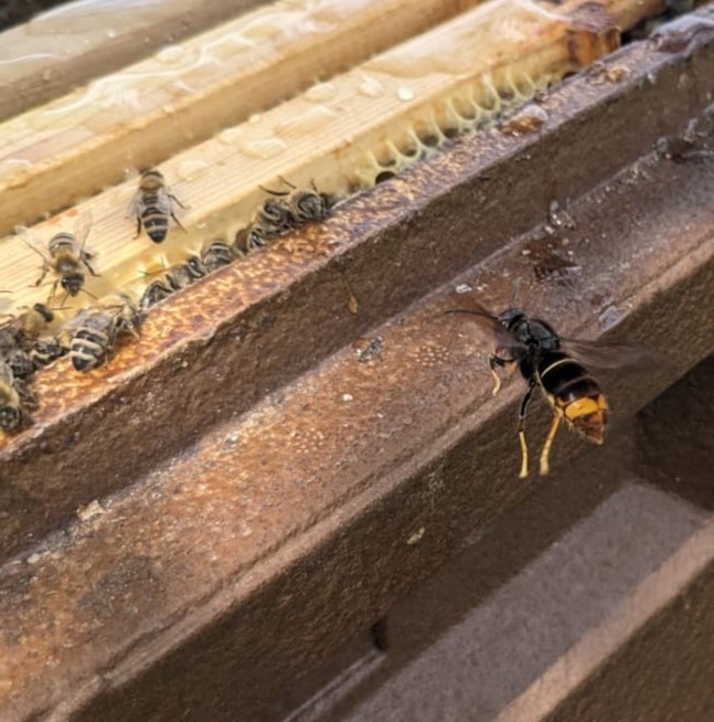 Asiatische Hornisse im Anflug auf Bienenbeute