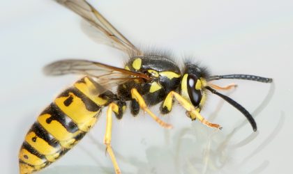 Deutsche Wespe Vespula Germanica