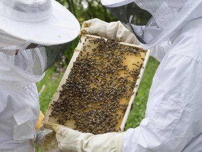 topp-digital-foto-beekeeper-2650664_1920