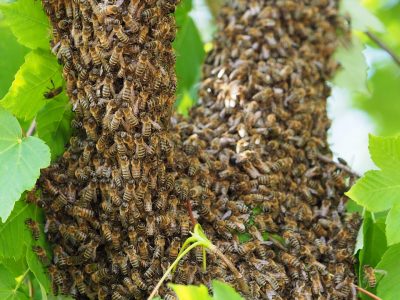 vcelarstvithomayer-bee-3431462_1920